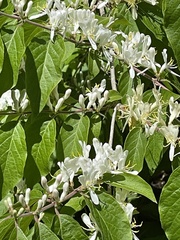 Lonicera