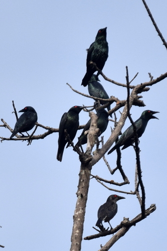 Asian Glossy Starling Birds Of Singapore · Inaturalist