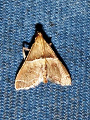 Endotricha consobrinalis consobrinalis