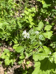 Alliaria petiolata