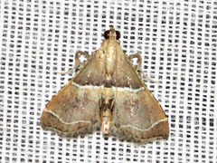 Endotricha consobrinalis consobrinalis