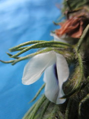 Psoralea floccosa