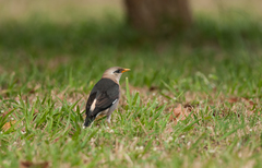 Acridotheres leucocephalus