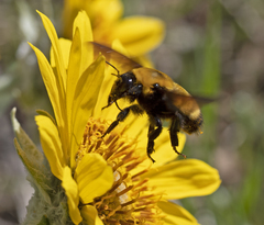 Bombus nevadensis