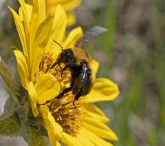Bombus nevadensis