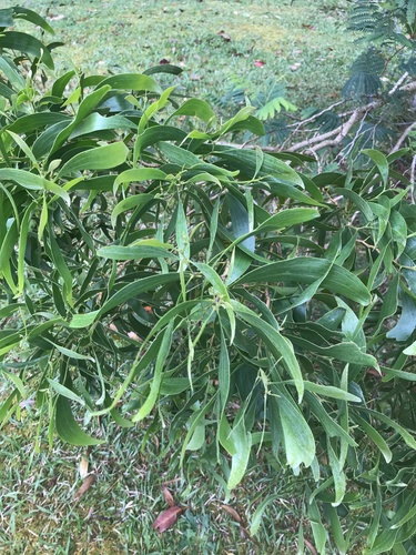 Acacia koa observed 2021-05-12