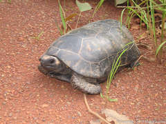 Chelonoidis denticulatus