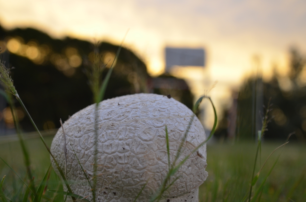 Calvatia cyathiformis · December 2020 · photo: © laurabm2020 (iNaturalist, cc-by)