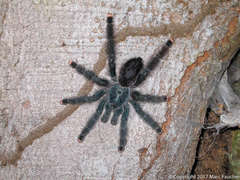 Avicularia avicularia