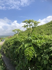 Angelica hirsutiflora