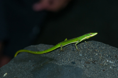 Takydromus sauteri