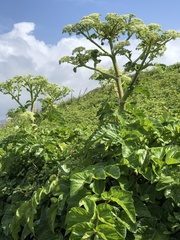 Angelica hirsutiflora