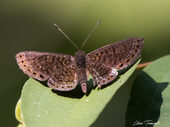 Detritivora gynaea