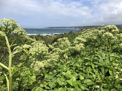 Angelica hirsutiflora