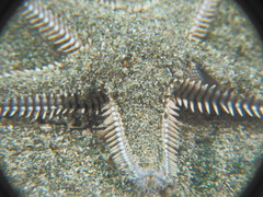 Astropecten platyacanthus
