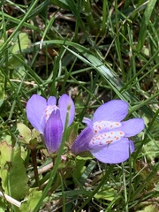 Mazus miquelii