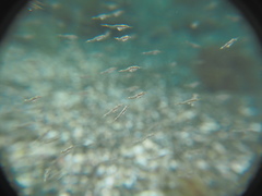 Leptomysis mediterranea