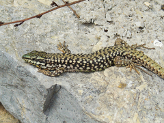 Podarcis erhardii riveti