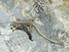 Podarcis erhardii riveti