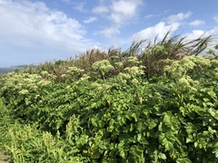 Angelica hirsutiflora