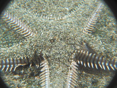 Astropecten platyacanthus