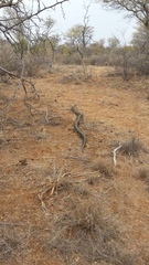 Python natalensis