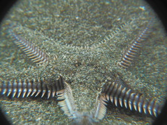 Astropecten platyacanthus