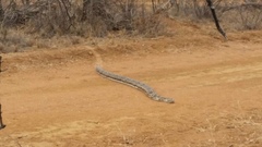 Python natalensis