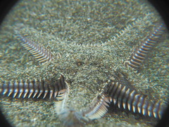 Astropecten platyacanthus