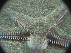 Astropecten platyacanthus