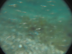 Leptomysis mediterranea