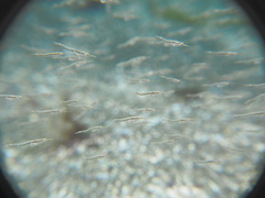 Leptomysis mediterranea