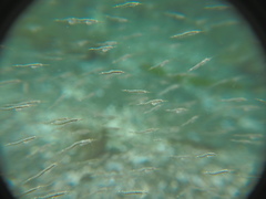 Leptomysis mediterranea