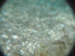 Leptomysis mediterranea