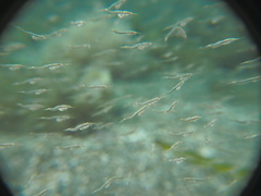 Leptomysis mediterranea