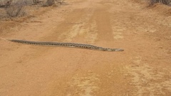 Python natalensis