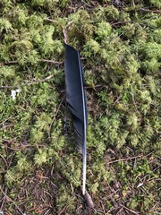 Corvus corax principalis