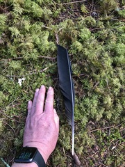 Corvus corax principalis