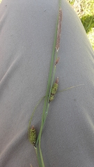 Carex nebrascensis