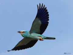 Coracias garrulus