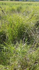 Carex nebrascensis