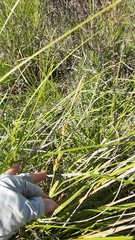 Carex nebrascensis