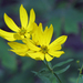 Coreopsis major - Photo (c) BlueRidgeKitties, μερικά δικαιώματα διατηρούνται (CC BY-NC-SA)