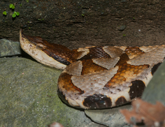 Deinagkistrodon acutus