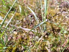 Spergula morisonii