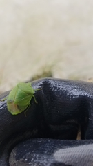 Chinavia pensylvanica