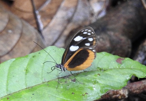 Hyposcada illinissa