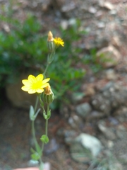 Blackstonia perfoliata