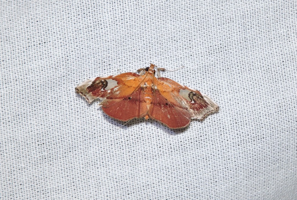 Gonothyris