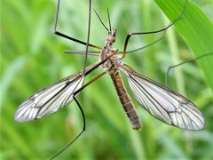 Tipula vernalis